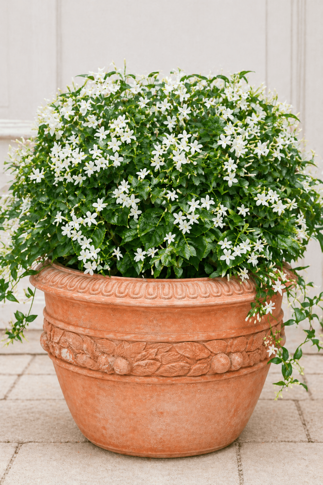 Pot en terre cuite Impruneta avec une bande citrons